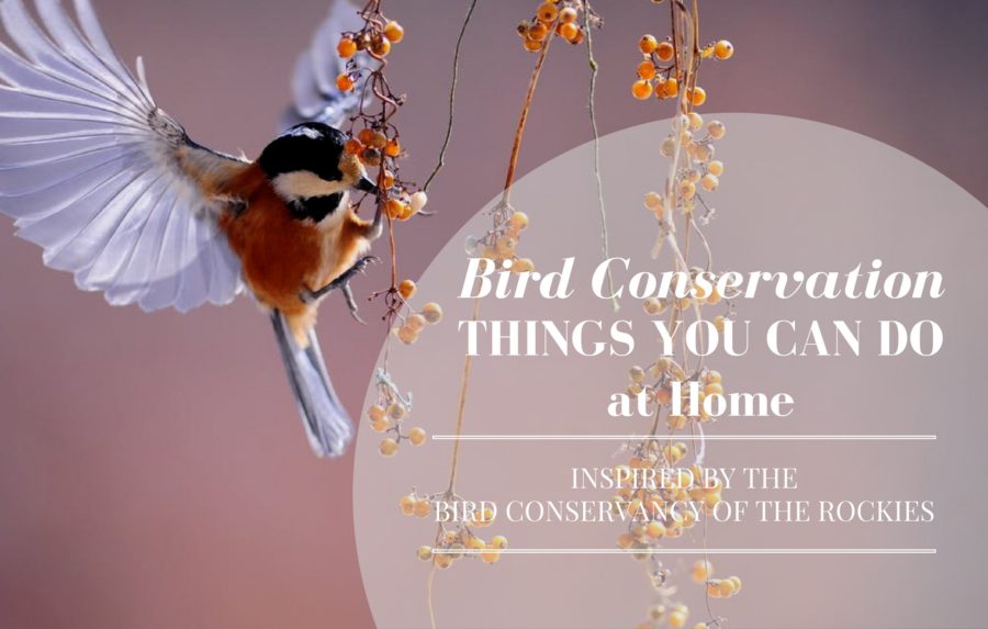 bird conservancy of the rockies, bird conservation, environmental nonprofits, real estate agency, denver real estate agency, denver agency, conscious real estate