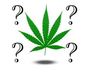 Marijuana Questions