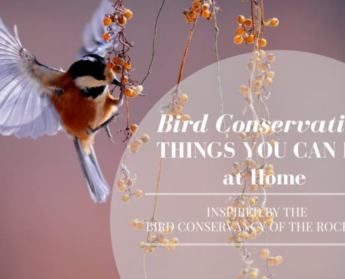 bird conservancy of the rockies, bird conservation, environmental nonprofits, real estate agency, denver real estate agency, denver agency, conscious real estate