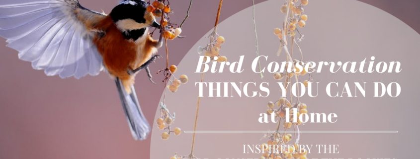bird conservancy of the rockies, bird conservation, environmental nonprofits, real estate agency, denver real estate agency, denver agency, conscious real estate